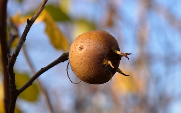 Nieszpułka zwyczajna owoc jesienią