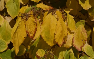 Oczar wirginijski gałązka jesienią