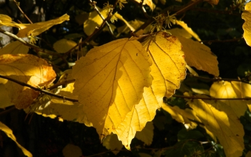 Oczar wirginijski liść jesienią