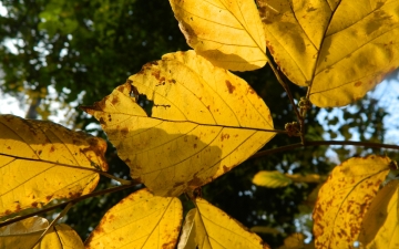 Oczar wirginijski liście jesienią