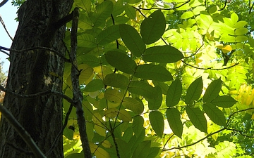 Orzech mandżurski liść