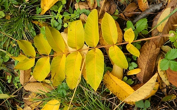 Orzech mandżurski liść jesienią