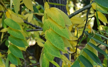 Orzech mandżurski liść jesienią