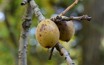 Orzech mandżurski owoc jesienią