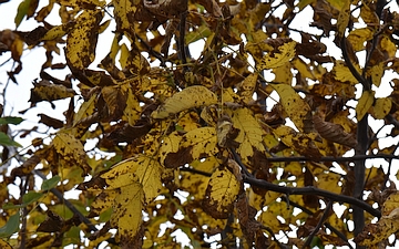 Orzech włoski gałązka jesienią