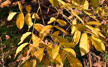 Orzech włoski liście jesienią