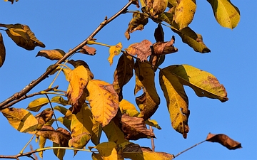 Orzech włoski liście jesienią