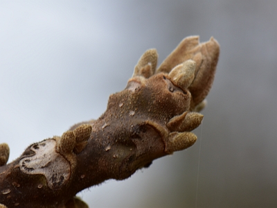 Orzech ajlantolistny blizna liściowa