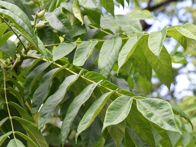 Orzech ajlantolistny liść