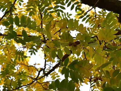 Orzech mandżurski przebarwienia liści