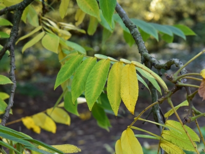 Orzech mandżurski liść