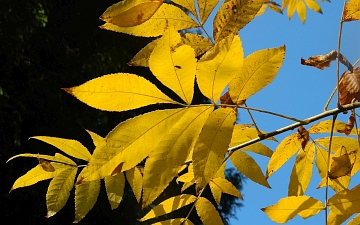 Orzesznik gorzki liść jesienią