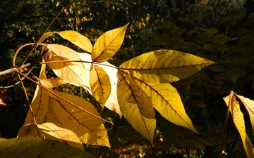 Orzesznik pięciolistkowy liść jesienią