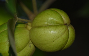 Orzesznik pięciolistkowy owoc