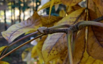 Orzesznik pięciolistkowy pąk jesienią
