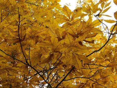 Orzesznik pięciolistkowy przebarwienia jesienią