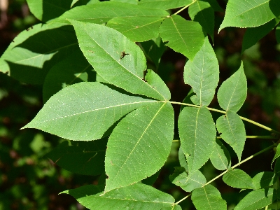 Orzesznik siedmiolistkowy liść