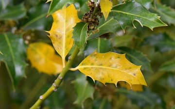 Ostrokrzew kolczasty gubi liście