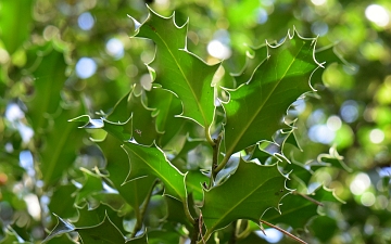 Ostrokrzew kolczasty liście od spodu