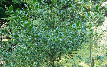Ostrokrzew kolczasty pokrój drzewa