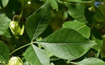 Parczelina trójlistkowa liść