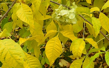 Parczelina trójlistkowa liść jesienią