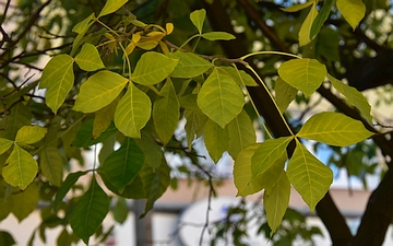 Parczelina trójlistkowa liście jesienią