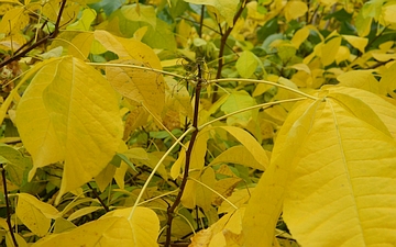 Parczelina trójlistkowa ogonki liściowe jesien