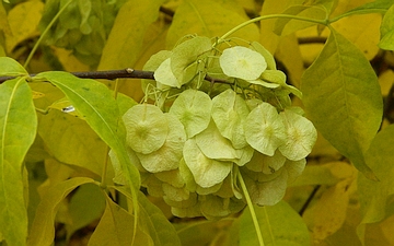 Parczelina trójlistkowa owoce jesienią