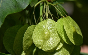 Parczelina trójlistkowa owoce w zbliżeniu