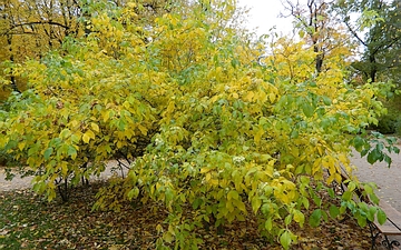 Parczelina trójlistkowa pokrój jesienią