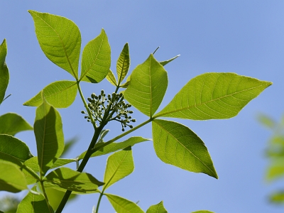 Parczelina trójlistkowa liście