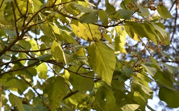 Paulownia omszona gałązka jesienią