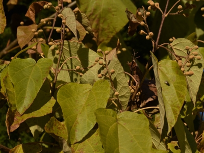 Paulownia puszysta gałązka jesienią