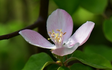 Pigwa pospolita kwiat