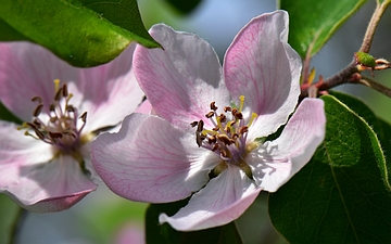 Pigwa pospolita kwiat w zbliżeniu