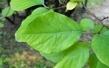 Pigwa pospolita liść