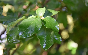 Pigwa pospolita liście