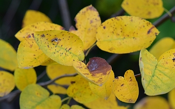 Pigwa pospolita liście jesienią