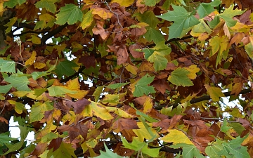 Platan klonolistny gałązka jesienią