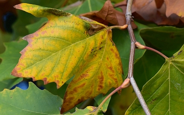 Platan klonolistny liść jesienią