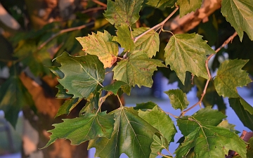 Platan klonolistny liście jesienią
