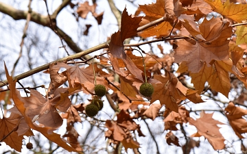 Platan klonolistny liście i owoce jesienią