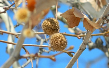 Platan klonolistny liście i owoce zimą