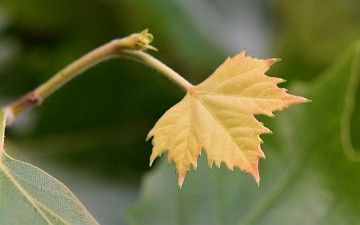 Platan klonolistny młody liść