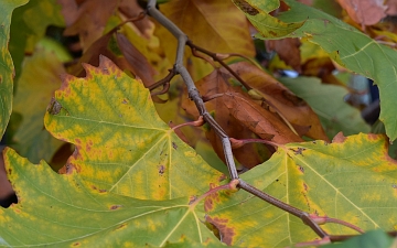 Platan klonolistny ogonki liściowe jesienią