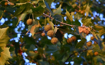Platan klonolistny owoce jesienią
