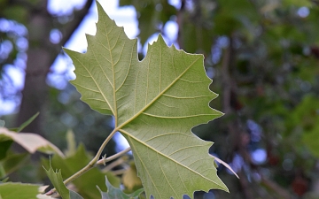 Platan klonolistny spód liścia