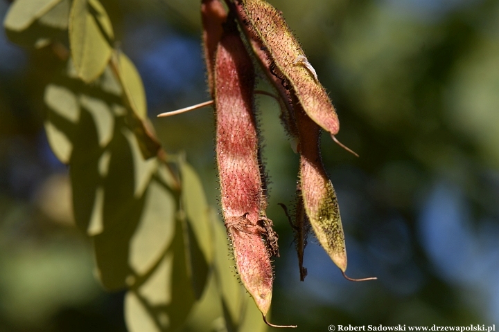 Robinia lepka