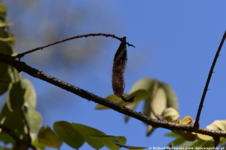 Robinia lepka